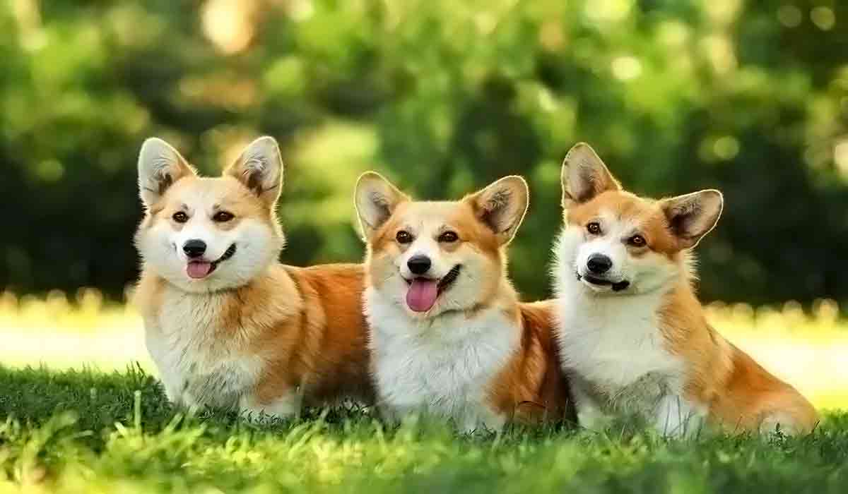 云呼轰炸机